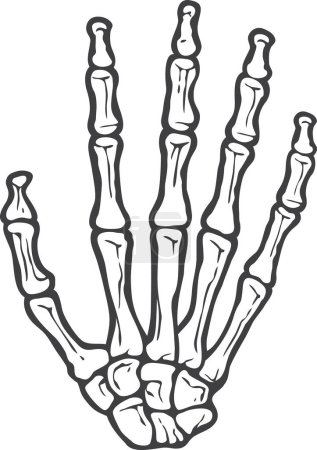Human Skeleton Hand (Bones). Vector Illustration.