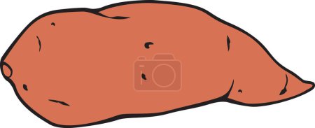 Photo for Sweet Potato Color. Vector Illustration. - Royalty Free Image