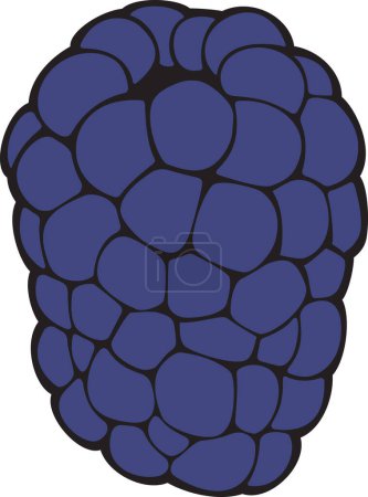 Photo for Blackberry Fruit Color. Vector Illustration - Royalty Free Image