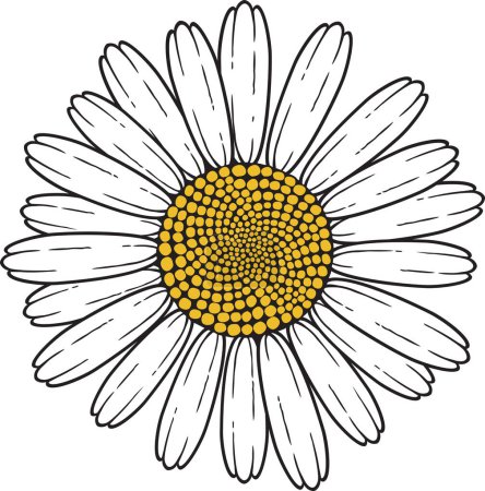 Photo for Chamomile Flower Color Vector Illustration - Royalty Free Image