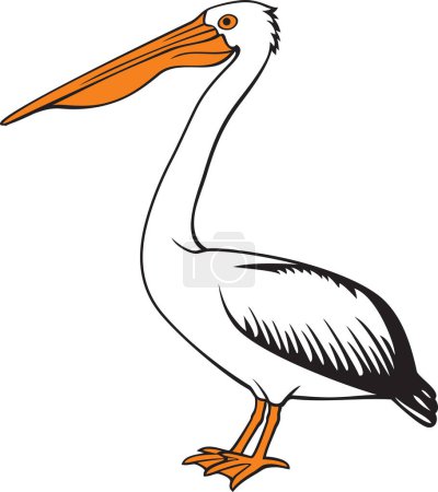 Photo for Pelican Bird Color Vector Illustration - Royalty Free Image