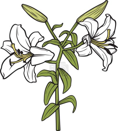 Photo for White Lily Flower Vector Illustration - Royalty Free Image
