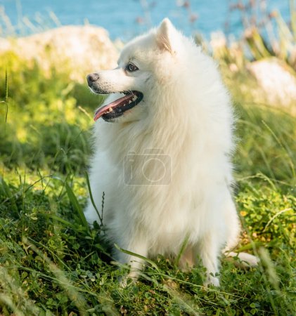 Photo for White happy fluffy japanese spitz on natural background, outdoors. High quality photo - Royalty Free Image