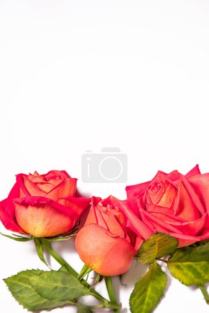 Foto de Flor de rosa roja fresca brillante aislada sobre fondo blanco. Foto de alta calidad - Imagen libre de derechos