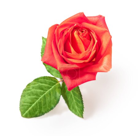 Téléchargez les photos : Rose rouge vif fraîche isolée sur fond blanc. Photo de haute qualité - en image libre de droit