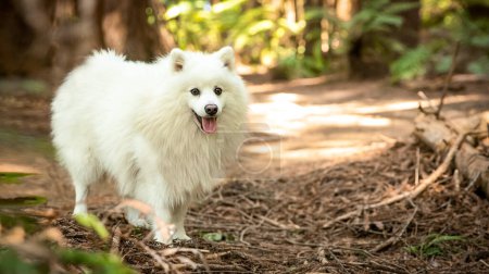 Photo for Outdoor portrait of happy white fluffy dog on natural background. High quality photo - Royalty Free Image