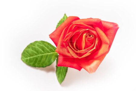 Foto de Flor de rosa roja fresca brillante aislada sobre fondo blanco. Foto de alta calidad - Imagen libre de derechos