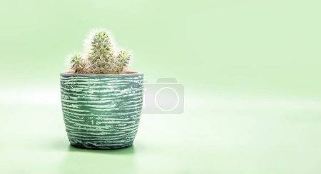 Téléchargez les photos : Cactus frais dans un pot en céramique isolé sur fond vert clair. Photo de haute qualité - en image libre de droit