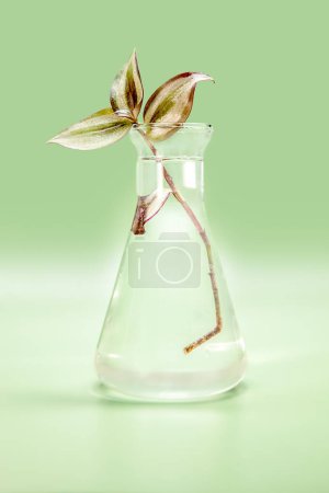 Téléchargez les photos : Plante naturelle fraîche dans un bocal chimique isolé sur fond vert, cosmétique naturelle ou concept de biochimie. Photo de haute qualité - en image libre de droit