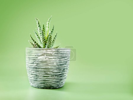 Téléchargez les photos : Cactus frais dans un pot en céramique isolé sur fond vert clair. Photo de haute qualité - en image libre de droit