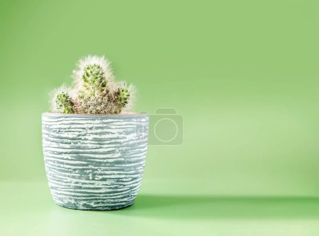 Foto de Cactus fresco en una maceta de cerámica aislada sobre fondo verde claro. Foto de alta calidad - Imagen libre de derechos
