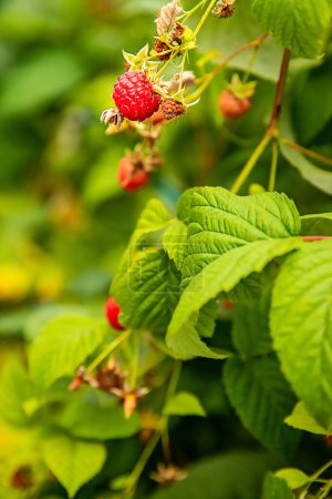 Photo for Fresh organic raw raspberries growing and heady for picking at the farm, pick your own, summer harvest. High quality photo - Royalty Free Image