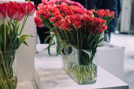 A stunning exhibition featuring a burst of pink varietal tulips, presenting the beauty and diversity of spring flowers. Exhibition of varietal tulips