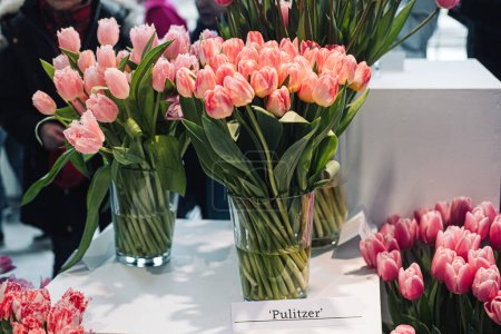 Exquisitos tulipanes Pulitzer con pétalos de flecos rosados y blancos presentados en jarrones de vidrio transparente en una exposición de variedades de tulipanes.
