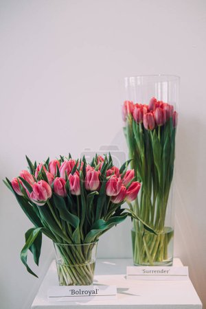 A vibrant display of Bolroyal and Surrender varietal tulips, with pink and white petals, arranged in clear glass vases at a tulip exhibition.