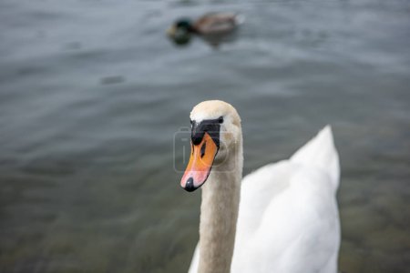 Photo for Curious adult white swan swimming on a lake in Europe. Close to the shore, no people. - Royalty Free Image
