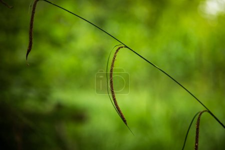 Photo for Pendulous sedge stem in a forest. Selective focus, shallow depth of field, no people. - Royalty Free Image