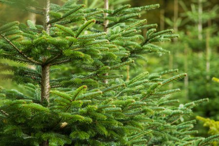 Weihnachtskiefer wächst in einer Baumschule in Waldnähe. Nahaufnahme, geringe Schärfentiefe, keine Menschen.