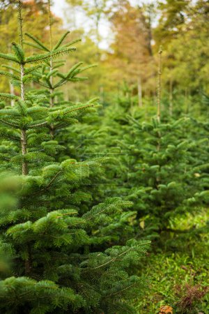 Weihnachtskiefer wächst in einer Baumschule in Waldnähe. Nahaufnahme, geringe Schärfentiefe, keine Menschen.