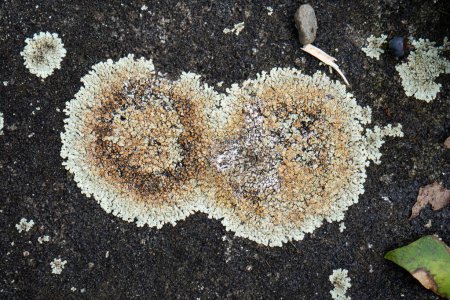 Lichen Lecanora or stone lichen growing. Top view, close up shot, no people.