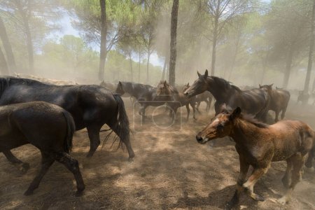 In June, a livestock event is held in which herds of mares and their foals are transported from the Donana Park to the village of Almonte to be prepared and selected for sale.