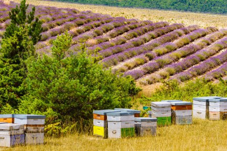 Colmenas de abejas en el campo de lavanda. Colmenas de miel al aire libre en la naturaleza, Provenza Francia. Apicultura o apicultura.