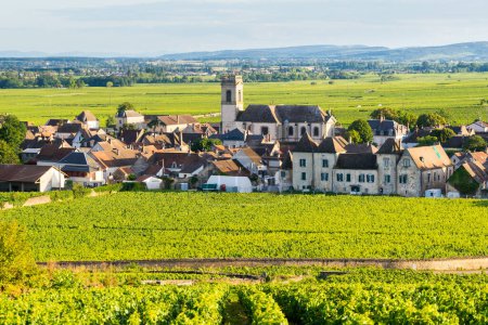 Sommerliche Weinbaulandschaft und Dorf Pommard. Burgunderstraße. Cote de Beaune, Cote d 'Or, Frankreich.