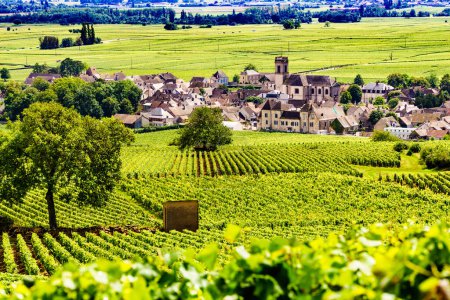 Summer vineyards landscape and village Pommard. Burgundy road. Cote de Beaune, Cote d'Or, France.