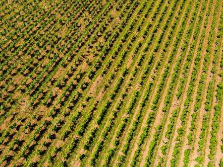 Aerial view. Green vineyards. Jura wine region, France.