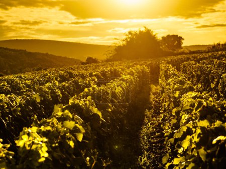 Vineyard landscape at sunset light. Pommard wine region, Bourgogne-Franche-Comte in eastern France. Route des Grands Crus.