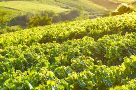 Green vineyards landscape in Pommard wine region, Bourgogne-Franche-Comte in eastern France. Route des Grands Crus.