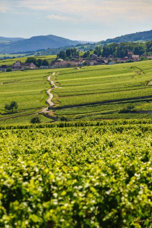 Paysage viticole vert dans la région viticole de Pommard, Bourgogne-Franche-Comte dans l'est de la France. Route des Grands Crus.