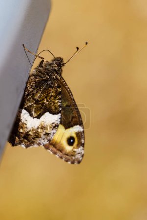 Papillon brun à l'extérieur. Nature estivale au Mont Ventoux, Provence France