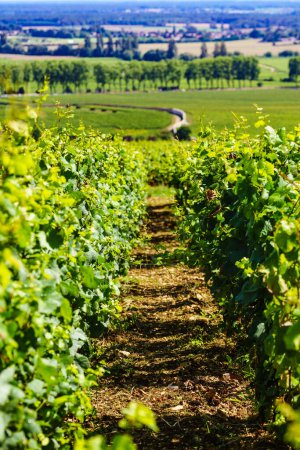 Grüne Weinbaulandschaft in der Weinregion Pommard, Bourgogne-Franche-Comte im Osten Frankreichs. Route des Grands Crus.
