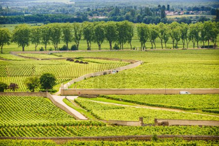 Green vineyards landscape in Pommard wine region, Bourgogne-Franche-Comte in eastern France. Route des Grands Crus.