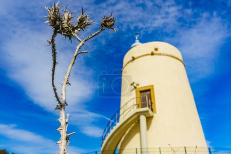 Dry plant and Carbonera lighthouse in the distance. Punta Mala, La Alcaidesa, Spain. Lantern overlooks the Strait of Gibraltar. Focus on plants.