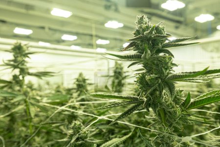 Foto de Cultivo de plantas de cannabis listas para ser procesadas en una granja profesional - Imagen libre de derechos