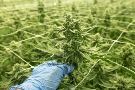 Un producteur tient la tige d'une usine de cannabis lors d'essais ou d'une transformation commerciale à la ferme