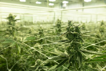 Foto de Filas de plantas de cannabis creciendo en almacén - Imagen libre de derechos
