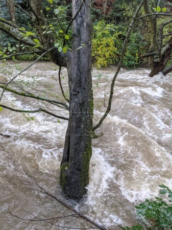 Téléchargez les photos : Arbre Inondations sous-marines extrêmes dans le ruisseau Whatcom Rivière Bellingham Washington - en image libre de droit