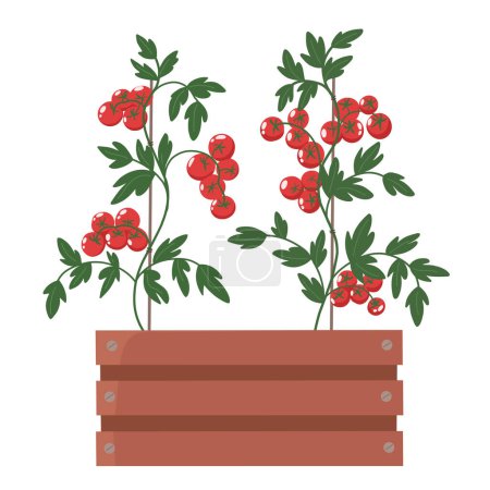 Small tomatoes in a container, balcony tomatoes. Vector illustration in flat style.