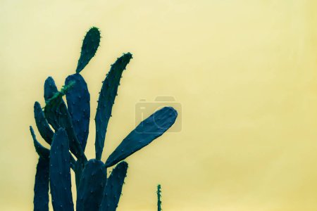 Foto de Mínimo creativo bodegón conjunto de cactus de neón. Opuntia microdasys (cactus de orejas de conejo, cactus de conejo, cactus de lunares) aislado sobre fondo amarillo. - Imagen libre de derechos