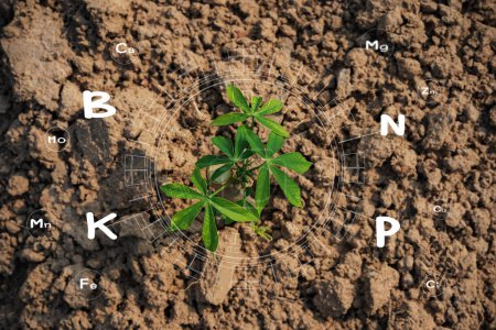 Las plántulas están creciendo a partir del suelo rico y tienen un icono unido a los nutrientes necesarios para el crecimiento de las plantas. Icono mineral digital necesario para la plantación.