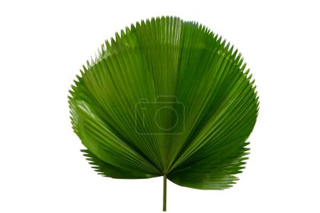 Téléchargez les photos : Feuille de palmier Licuala Grandis sur fond blanc - en image libre de droit