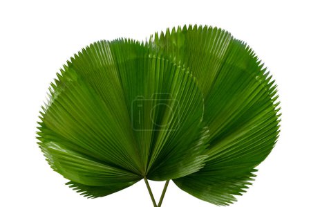 Téléchargez les photos : Feuille de palmier Licuala Grandis sur fond blanc - en image libre de droit