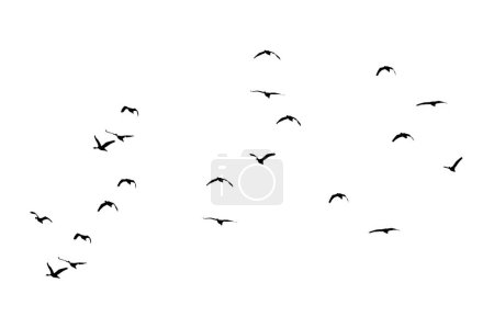 bandada de aves aisladas retroiluminadas