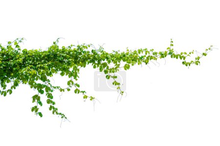 Photo for Leaf vine isolates on a white background - Royalty Free Image