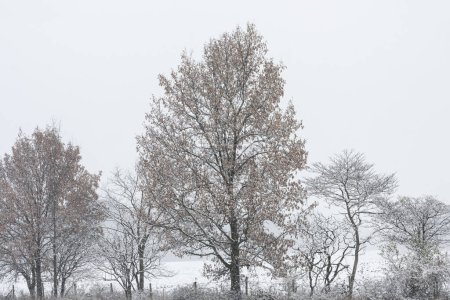 Téléchargez les photos : Paysage hivernal d'arbres enneigés, Barry State Game Area, Michigan, États-Unis - en image libre de droit