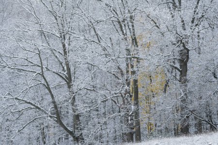 Téléchargez les photos : Paysage automnal de forêt enneigée, Yankee Springs State Park, Michigan, USA - en image libre de droit