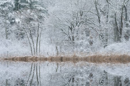 Foto de Paisaje invernal de la costa bordeada de nieve de Deep Lake con reflejos reflejados en aguas tranquilas, Yankee Springs State Park, Michigan, EE.UU. - Imagen libre de derechos